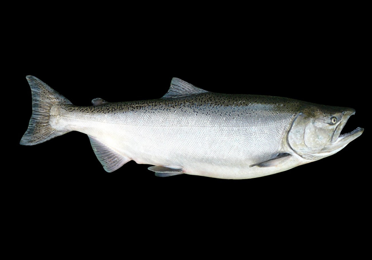 Chinook Salmon